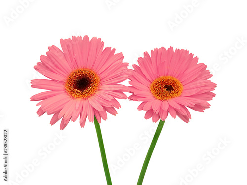 Beautiful pink flowers isolated on a white background