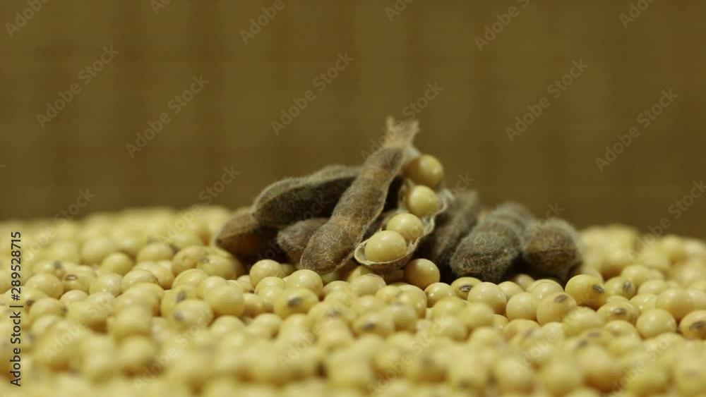 High yield soybean seed, macro detail close up