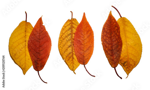 set bird cherry autumn red yellow leaves texture on isolated white background