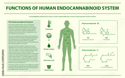 Functions of Human Endocannabinoid System horizontal infographic illustration about cannabis as herbal alternative medicine and chemical therapy, healthcare and medical science vector. photo