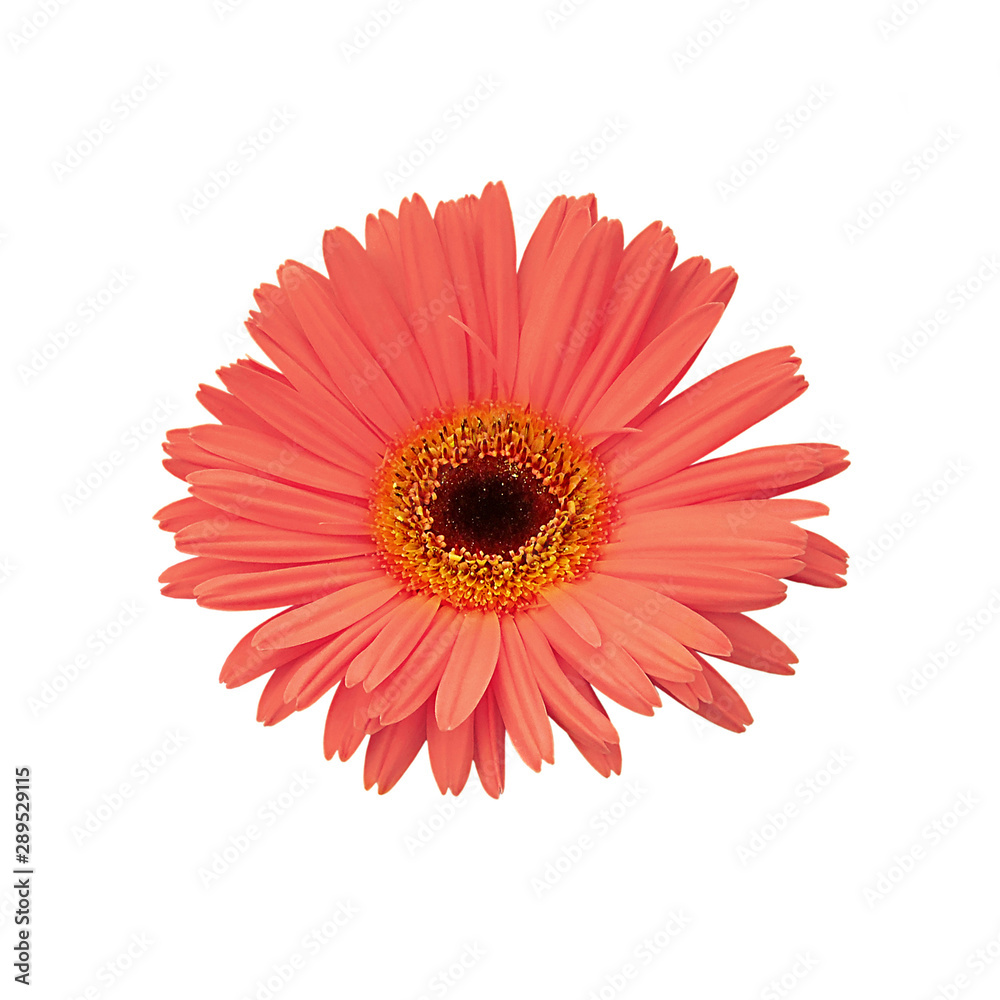 Beautiful red flower isolated on a white background