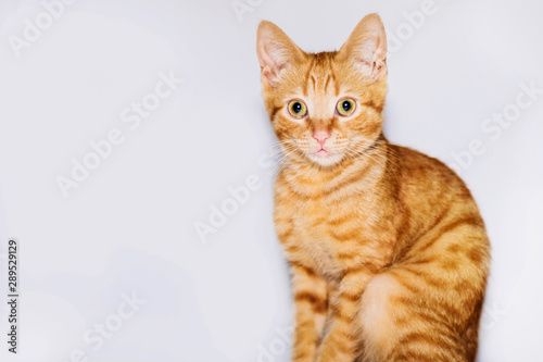 Red, cute kitten sitting on a white background, close-up.