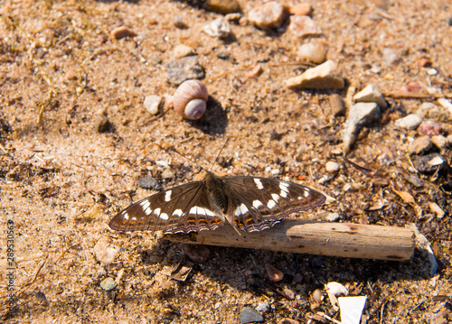 Limenitis populi. Day butterfly on the sand on the shore of the Rybinsk reservoir.