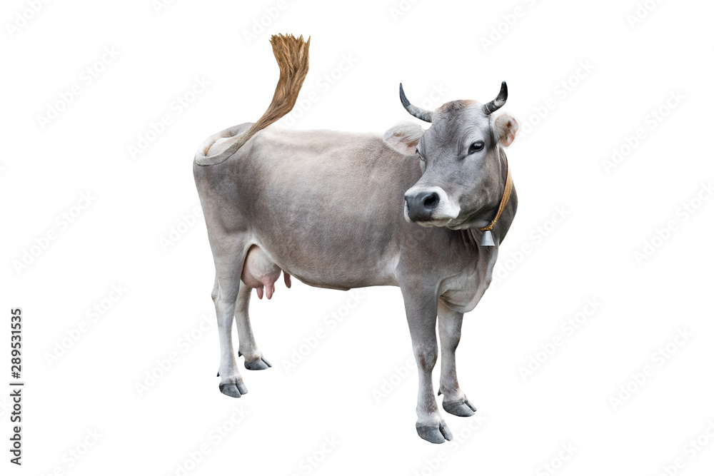grey cow isolated on a white grey cow isolated on a white