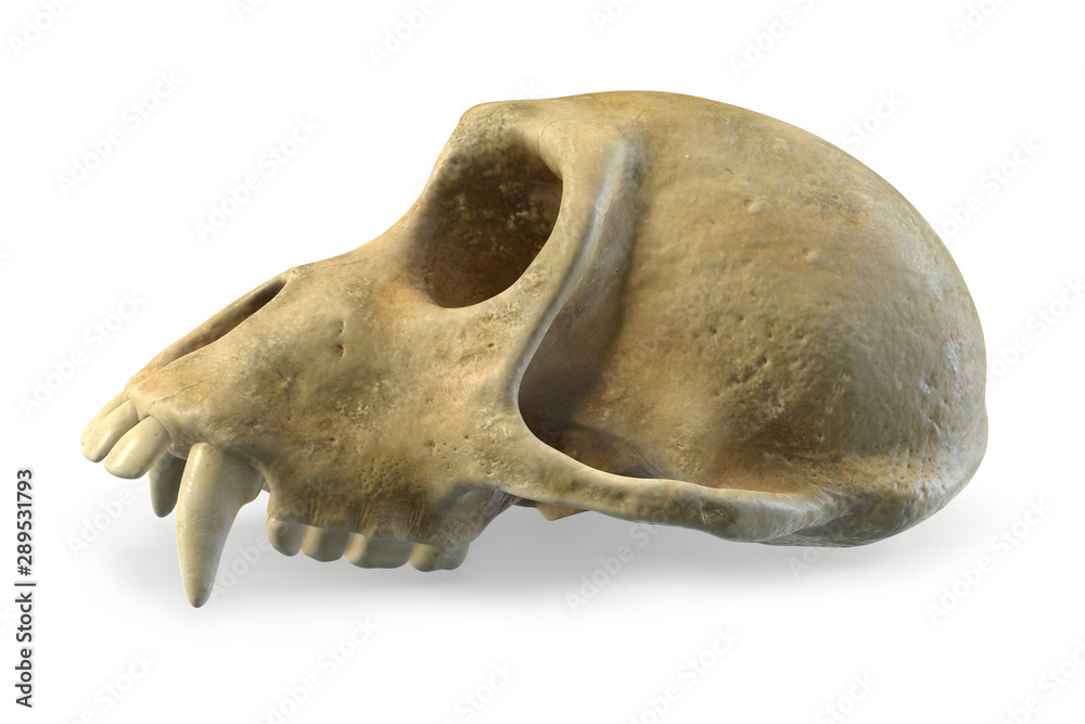 Fototapeta premium 3D render of Monkey Skull isolated on white.