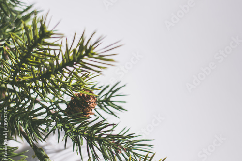 Pine Branch with Cones on a White Background