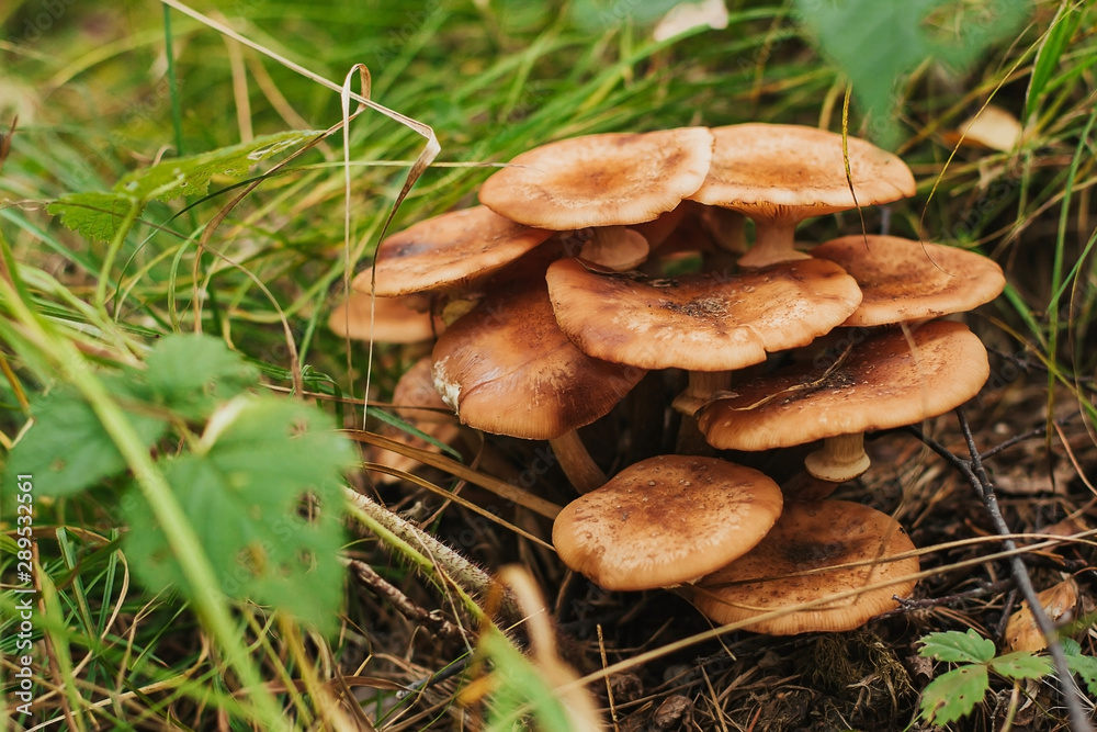 a group of honey agarics in the forest. honey mushrooms in the grass a group of honey agarics in the forest. honey mushrooms in the grass