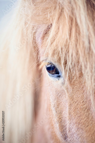 Close-up of a cream color hair icelandic horse head close-up