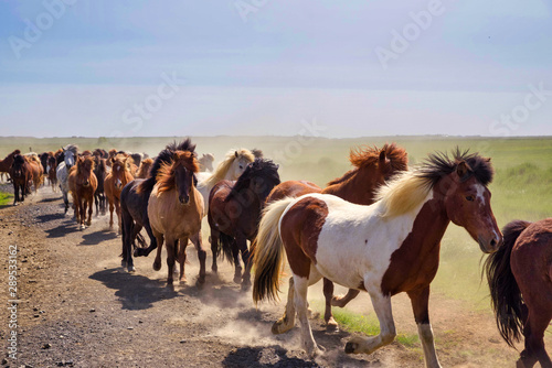 Many Icelandic horses jogging in freedom