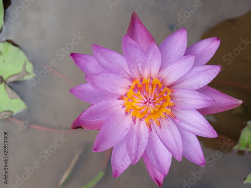 Lotus mauve de La Digue Seychelles