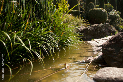 reeds