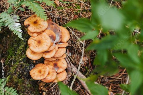  a group of honey agarics in the forest. mushrooms on a stump