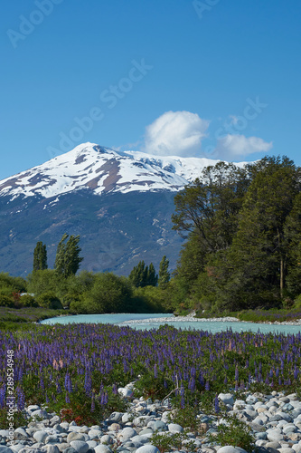 Lupins flowering on the banks of the Rio el Canal along the Carretera Austral in southern Chile.