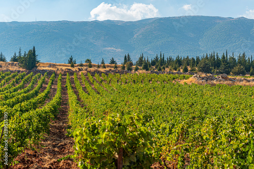 Overlooking the magical Bekaa Valley