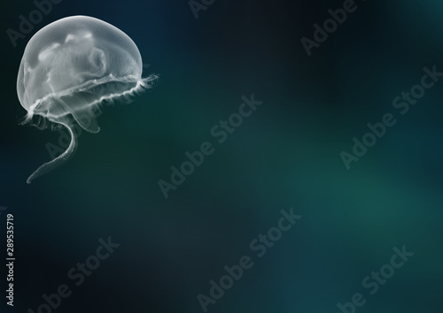 jellyfish on blue background © Agata