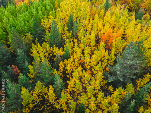 Aerial top view beautiful autumn forest with yellow and red trees