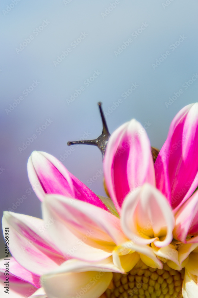 pink lily on white background pink lily on white background