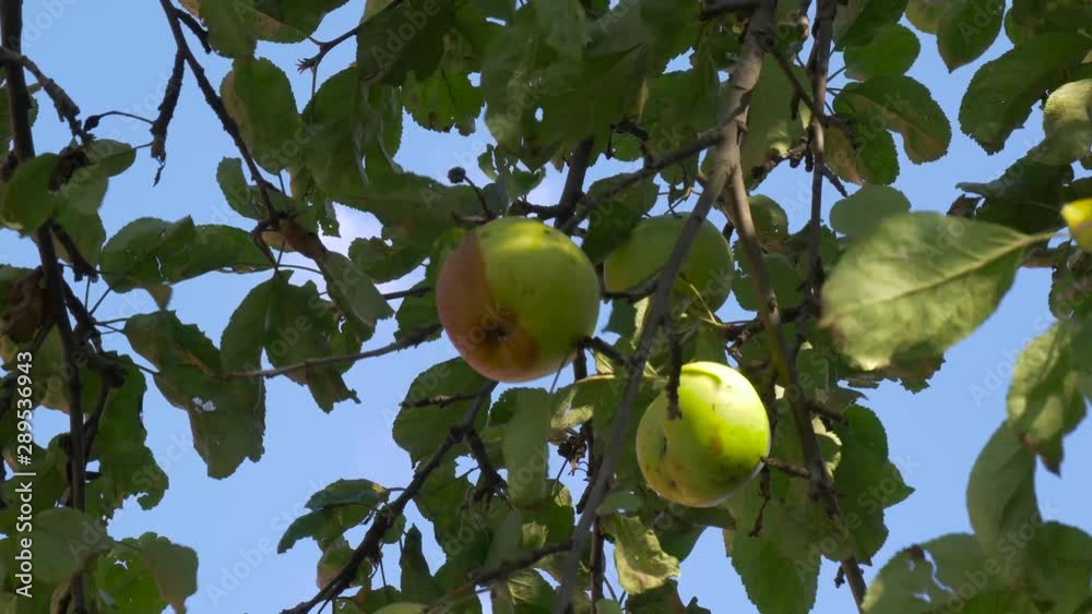 Wind moving the half rotten apple on the tree . Wind moving the half rotten apple on the tree .