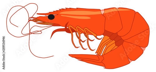 Shrimp. Beautiful vector shrimp graphic style isolated on white background.