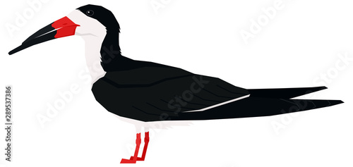 Black skimmer bird Vector illustration Isolated object