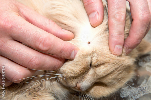 Removing a tick from cat skin