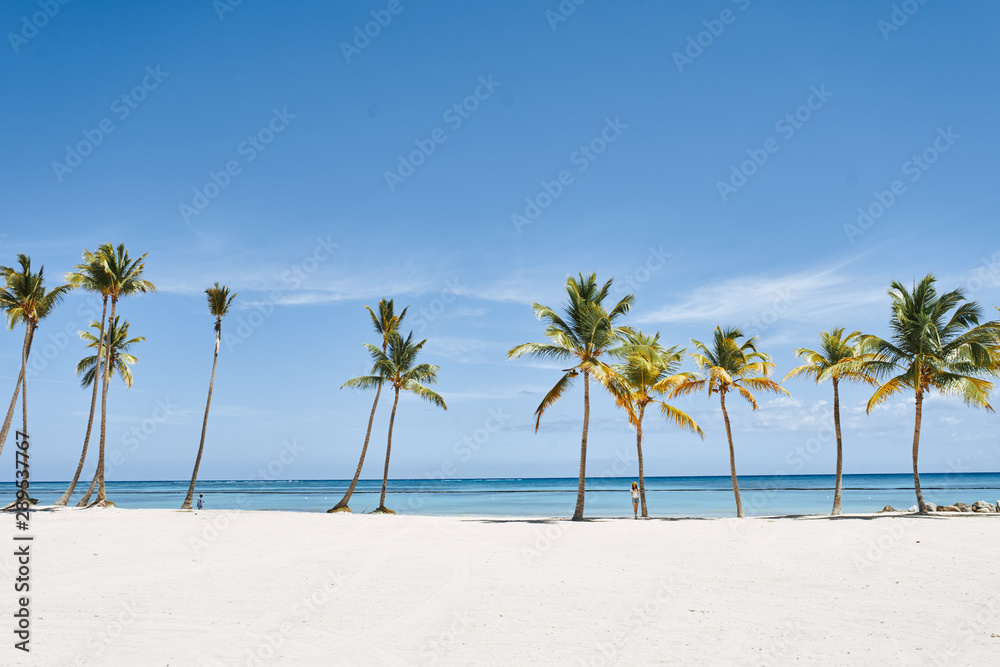 Fototapeta premium palm tree on the beach