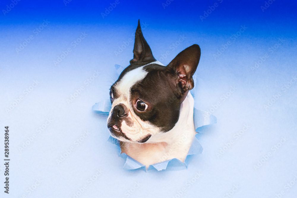 Dog breed Boston Terrier puts his face in a paper hole blue.