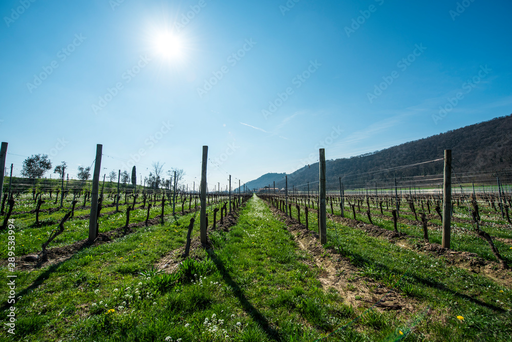 Vigneto primavera franciacorta