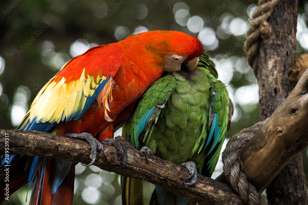 Parrot Parrot