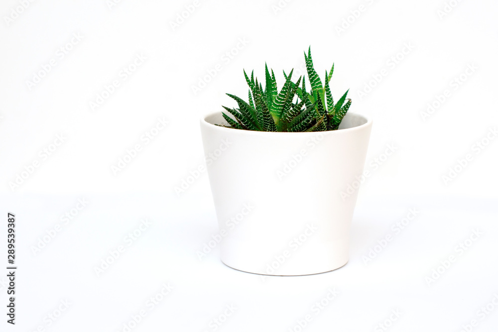 Succulent cactus in white pot on white background. Copy space. Minimalism. Succulent cactus in white pot on white background. Copy space. Minimalism.