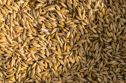 Micro closeup shot of indian wheat which is isolated on field before cleanness.