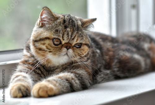Brown exotic Shorthair kitten lying by the window and looks away. Toddler animals and Persian cats concept.