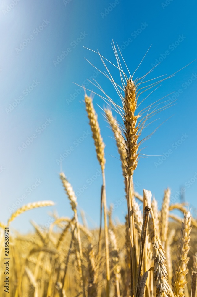 Agro. Agro.