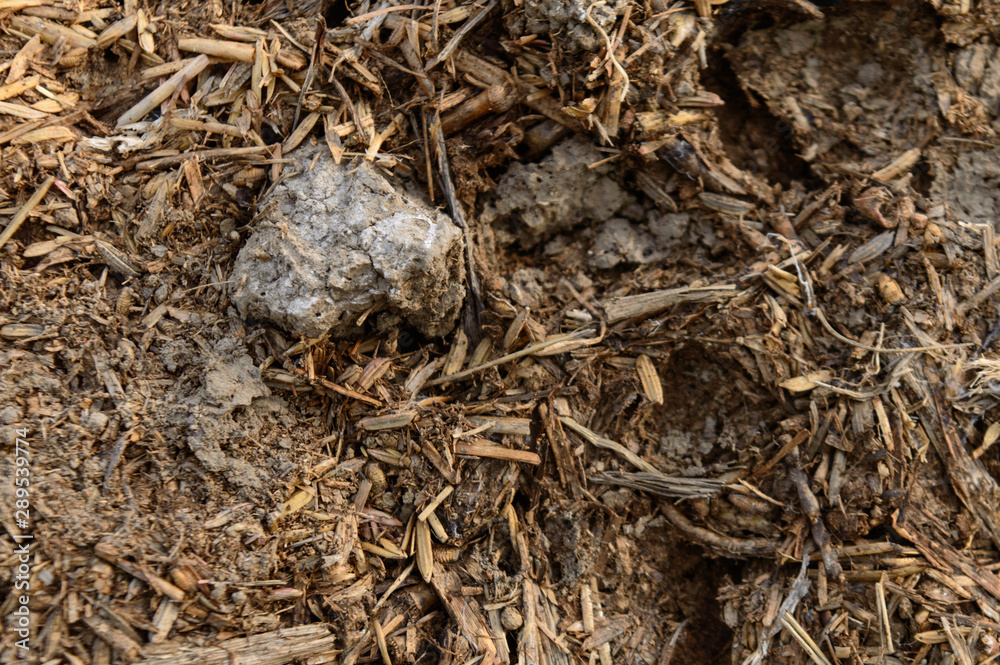 Closeup micro shot of indian cow dunk with soil.
