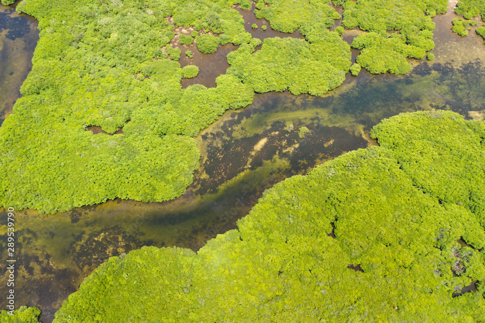 Tropical forest with mangrove trees, the view from the top. Mangroves and rivers. Tropical landscape in a deserted area. Tropical forest with mangrove trees, the view from the top. Mangroves and rivers. Tropical landscape in a deserted area.