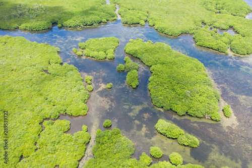 Mangrove forests and rivers  top view. Tropical background of mangrove trees. Philippine nature.