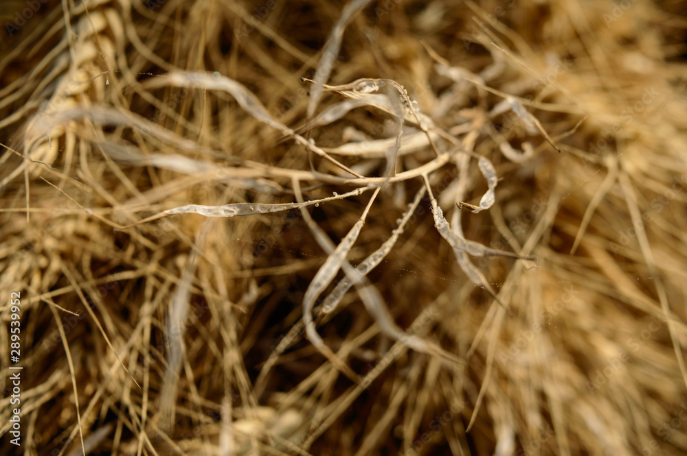 Fototapeta premium Micro closeup shot of indian wheat which is isolated on field before cleanness.