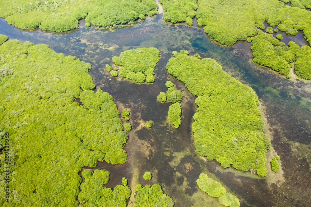 Tropical forest with mangrove trees, the view from the top. Mangroves and rivers. Tropical landscape in a deserted area.