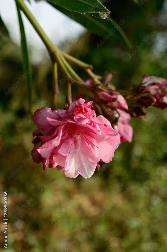 Beautiful pink indian flower fragrance on side of field. Beautiful pink indian flower fragrance on side of field.