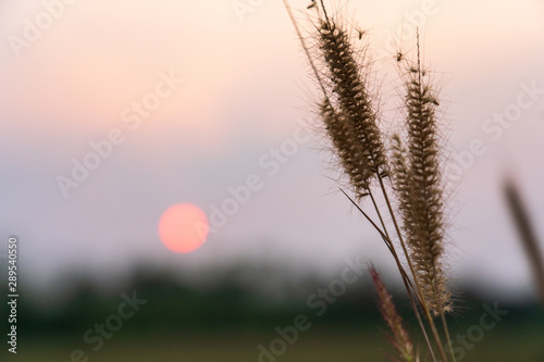 Beautiful grass flower with sun light and bulr background. photo