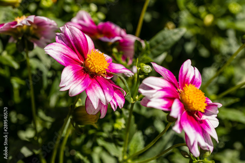 Dahlia flower called Dahlia Cupido  grown in a garden