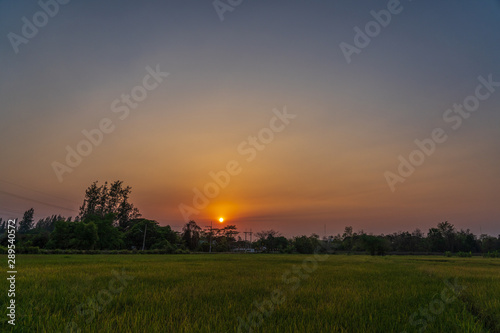Beautiful rice field in a sunset.