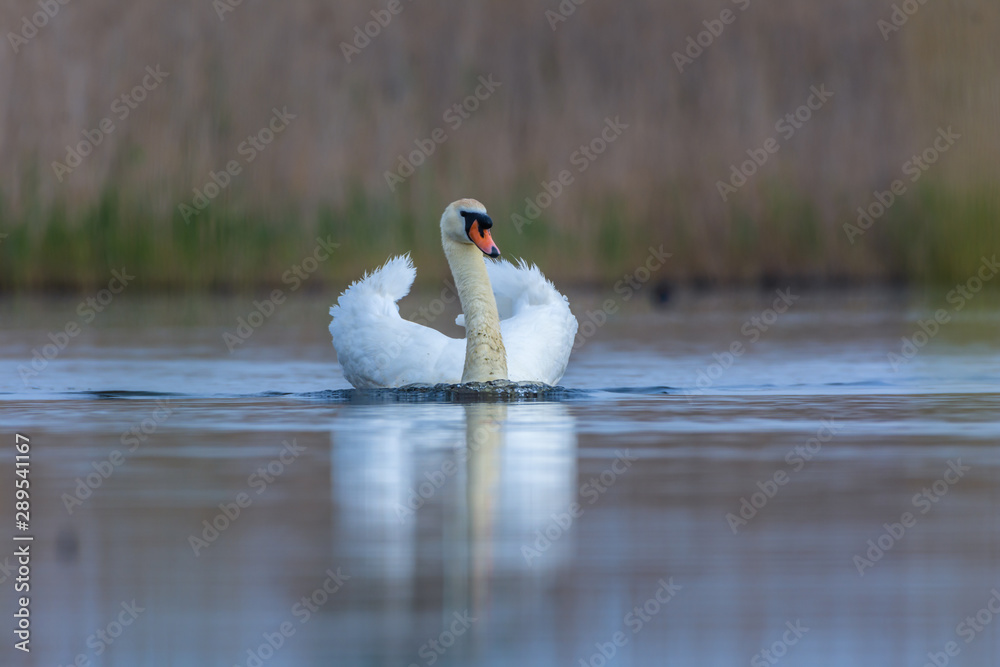 Fototapeta premium Swan swimming in a pond. Close view of single bird.