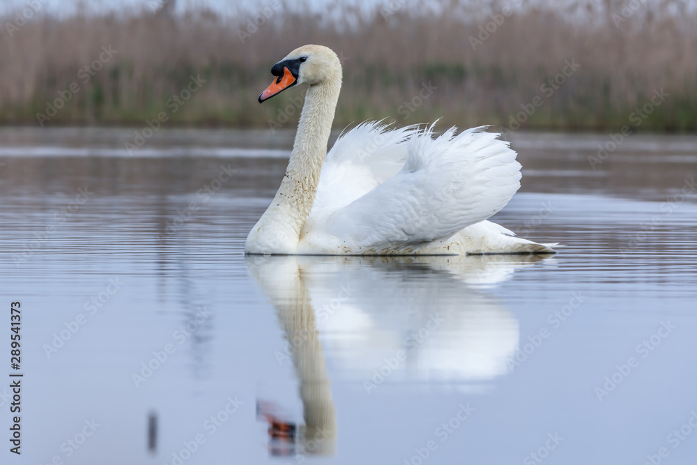 Obraz premium Swan swimming in a pond. Close view of single bird.