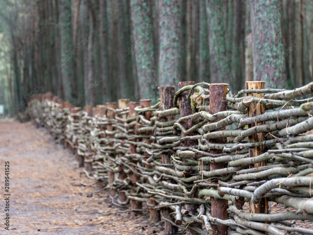 beautiful wood wicker fence from curved wooden twigs, wooden fence, Curonian spit, Dancing forest, Russia beautiful wood wicker fence from curved wooden twigs, wooden fence, Curonian spit, Dancing forest, Russia