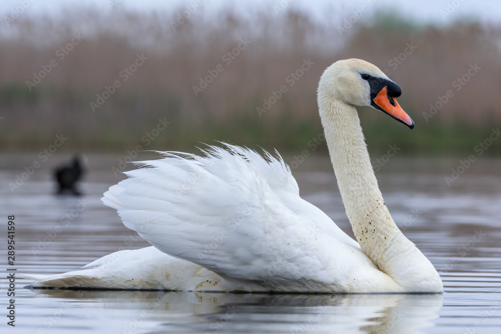 Fototapeta premium Swan swimming in a pond. Close view of single bird.