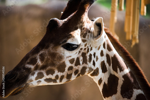 Photography Giraffe Head Close Up