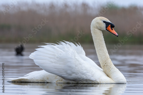 Swan swimming in a pond. Close view of single bird.