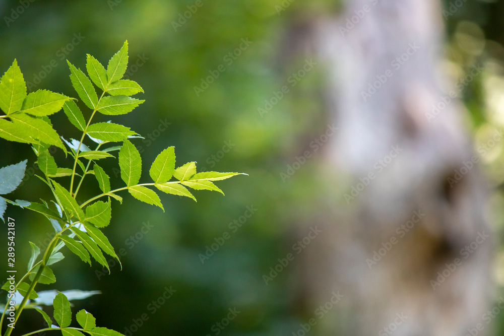 European ash leaf close up shoot. Blurred background. European ash leaf close up shoot. Blurred background.