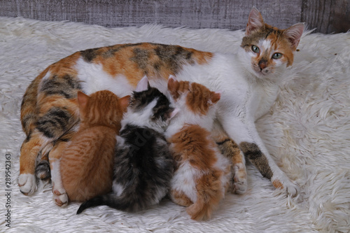 Kittens lying with mother on white plush © mylasa
